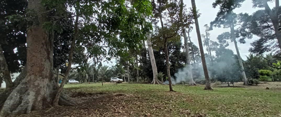 Dusun Durian Pekan Rantau Negeri Sembilan - photo 6