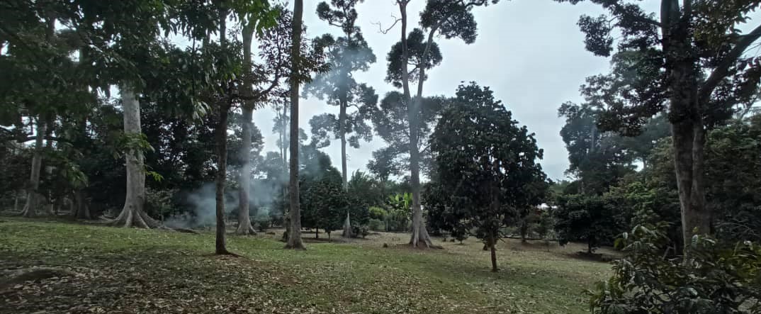 Dusun Durian Pekan Rantau Negeri Sembilan - photo 7