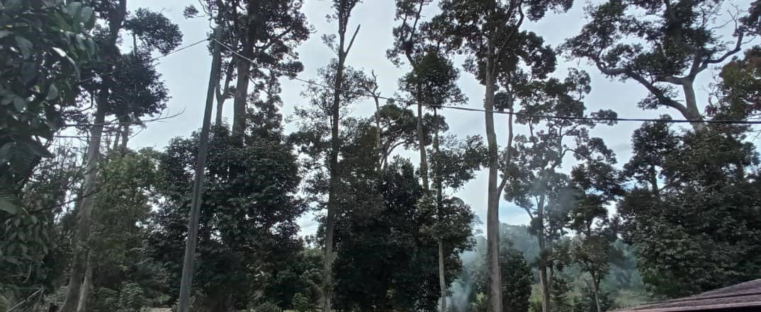 Dusun Durian Pekan Rantau Negeri Sembilan - photo 8