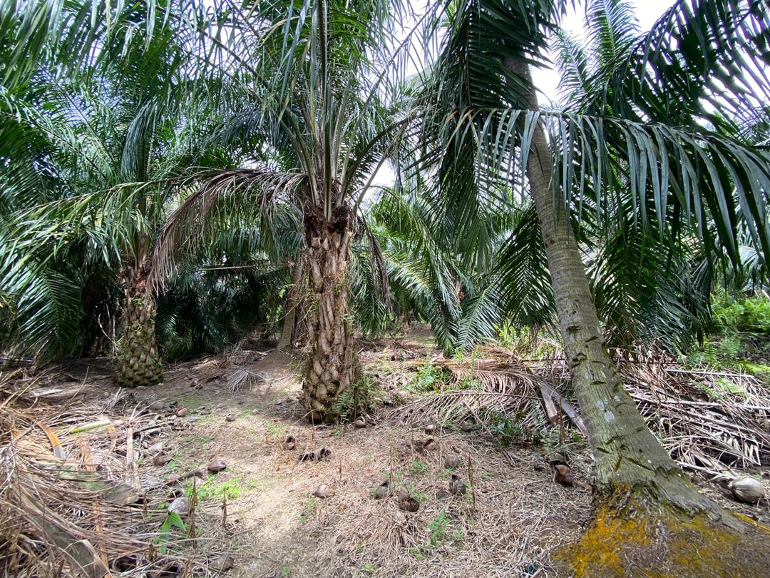 Tanah di Kapar Tok Muda Klang - photo 4