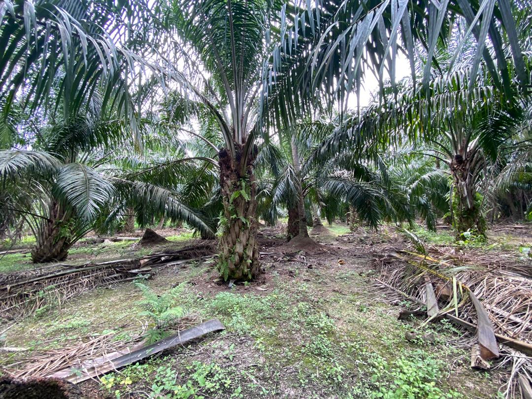Tanah di Kapar Tok Muda Klang - photo 6