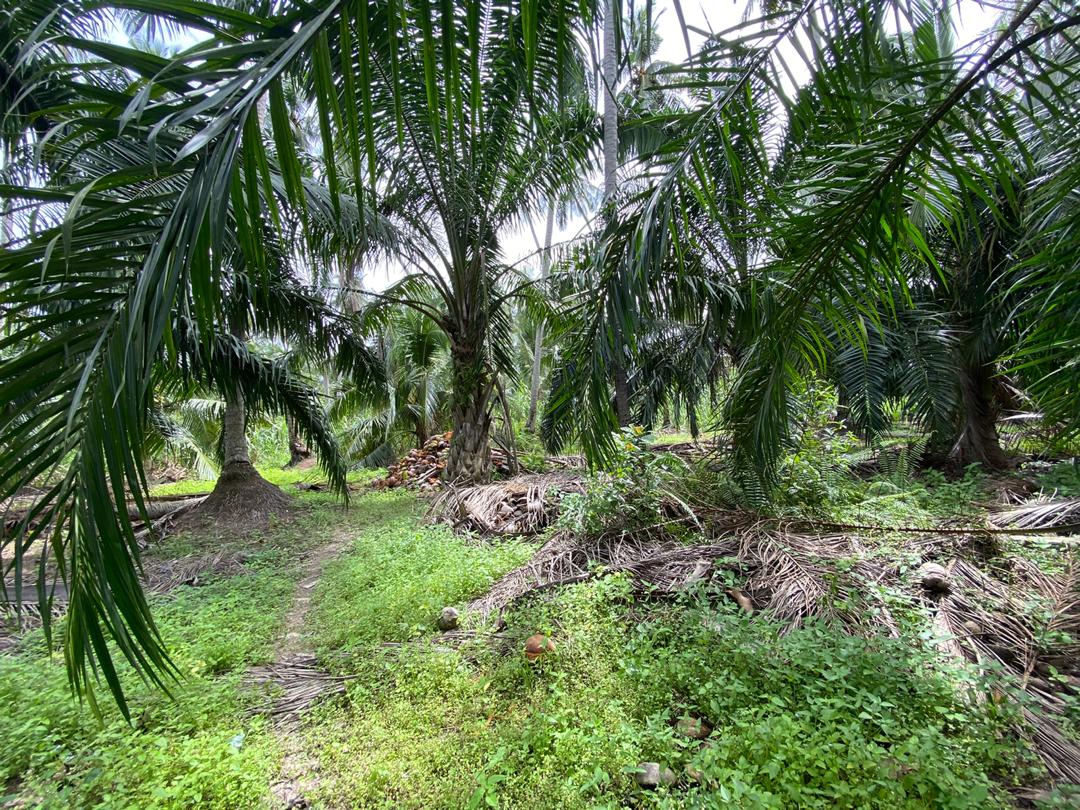Tanah di Kapar Tok Muda Klang - photo 7