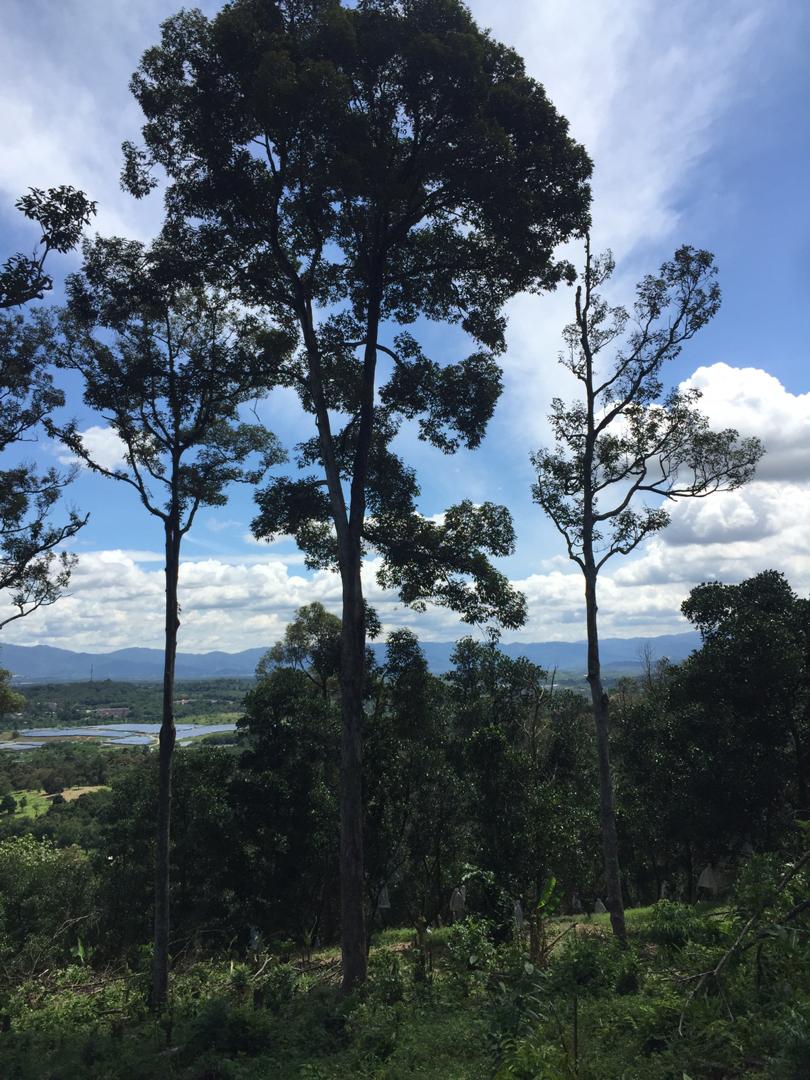 Dusun Durian Sungai Mahang Nilai dekat Pajam Man