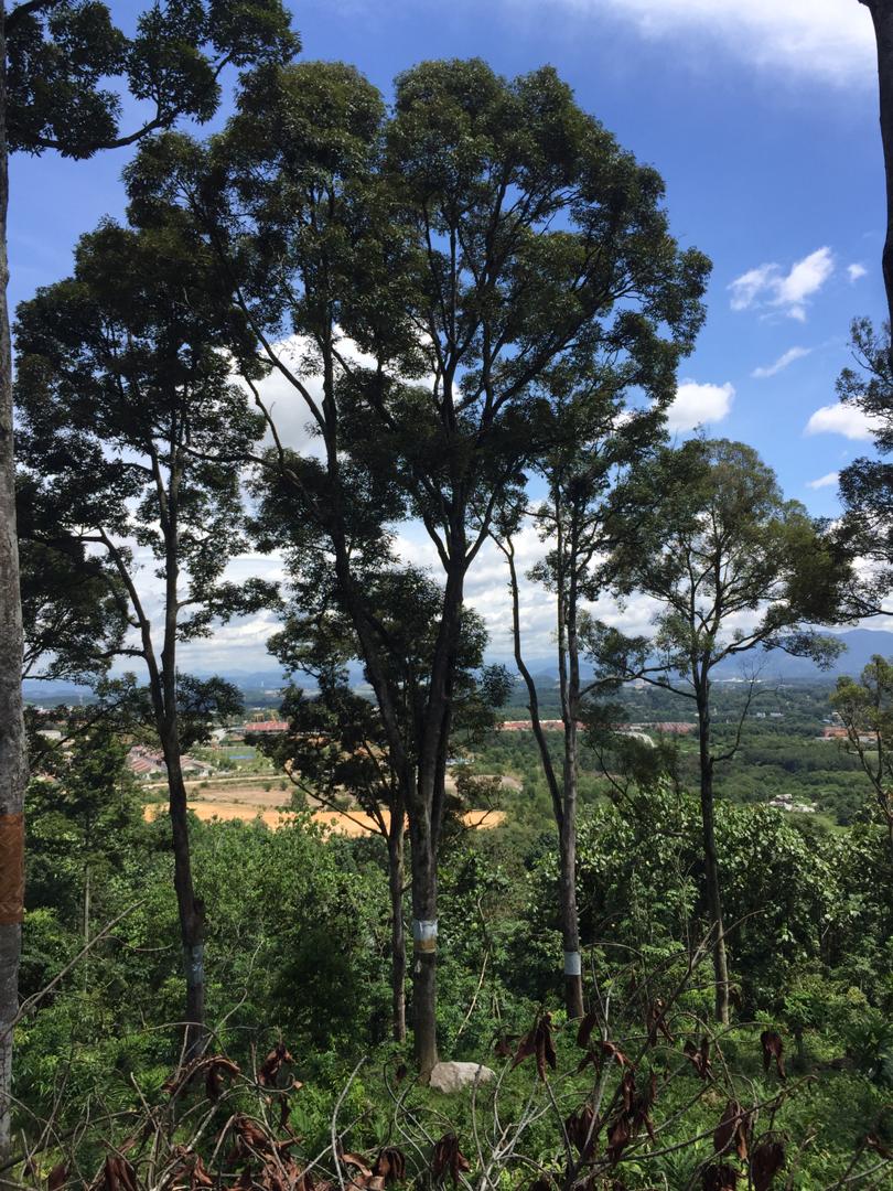 Dusun Durian Sungai Mahang Nilai dekat Pajam Man - photo 2