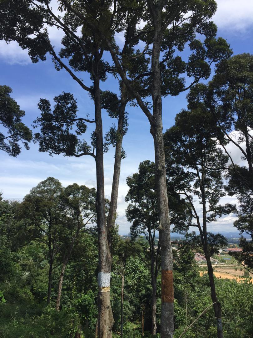 Dusun Durian Sungai Mahang Nilai dekat Pajam Man - photo 3