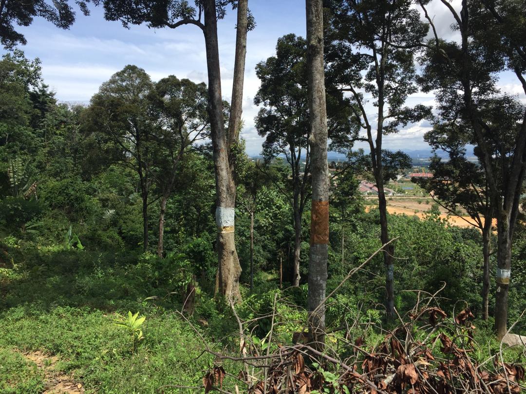 Dusun Durian Sungai Mahang Nilai dekat Pajam Man - photo 4