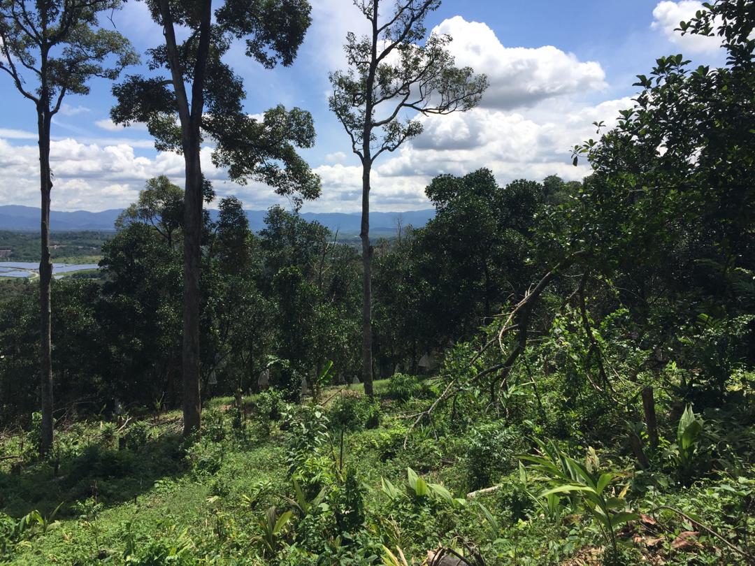 Dusun Durian Sungai Mahang Nilai dekat Pajam Man - photo 5