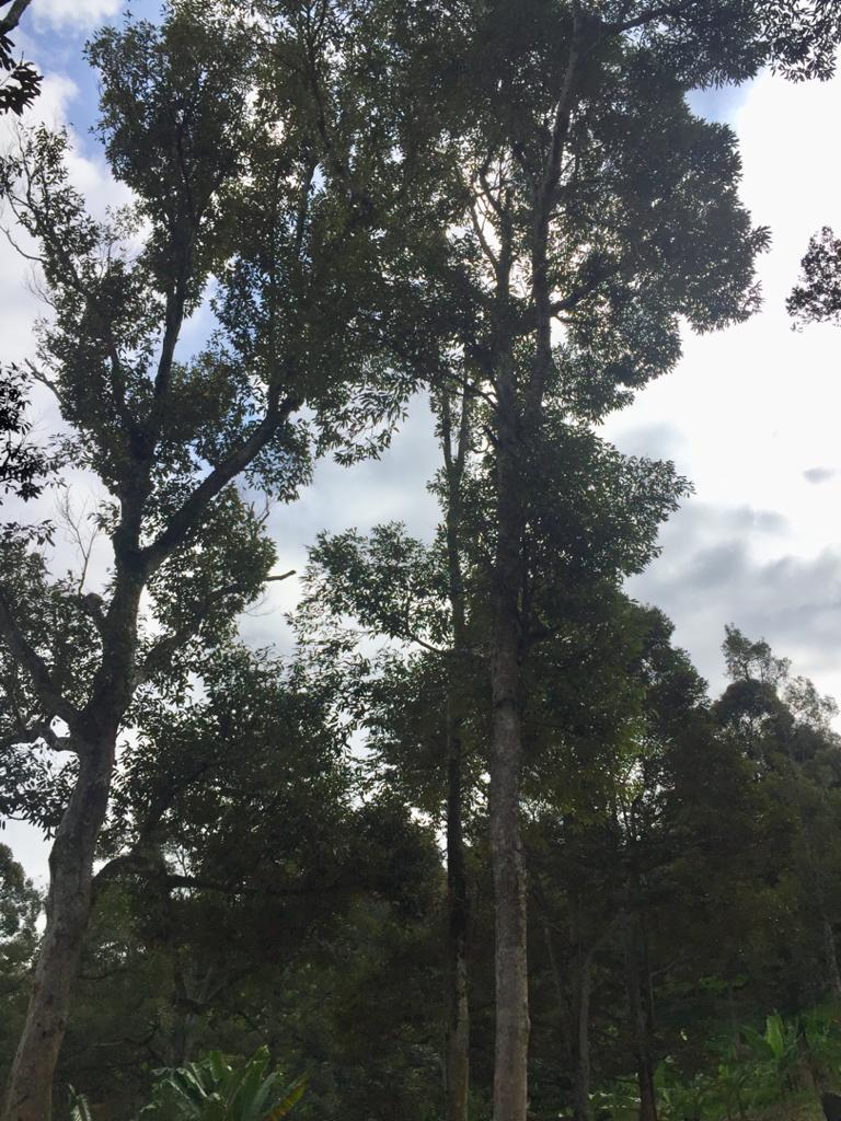 Dusun Durian Lenggeng Dekat Mantin Nilai - photo 6
