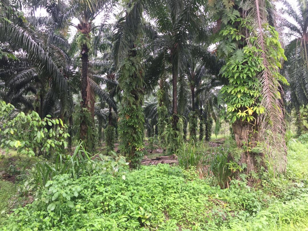 Roadside Land Sungai Lalang Semenyih Industrial Zn - photo 1