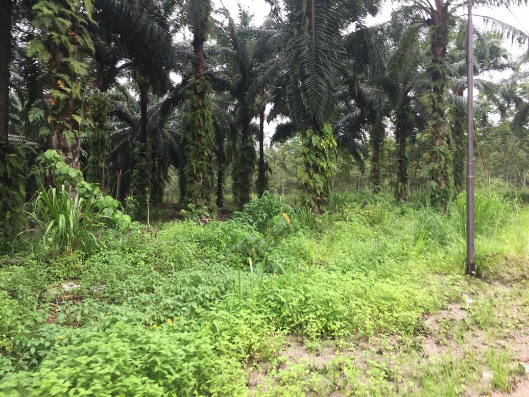 Roadside Land Sungai Lalang Semenyih Industrial Zn - photo 3
