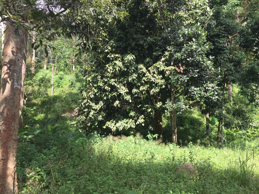 Tanah Dusun Durian Ada Air Terjun Nilai Lenggeng - photo 2