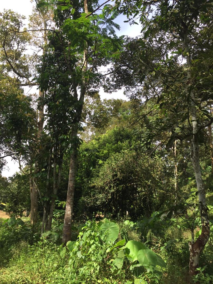 Tanah Dusun Durian Ada Air Terjun Nilai Lenggeng - photo 3