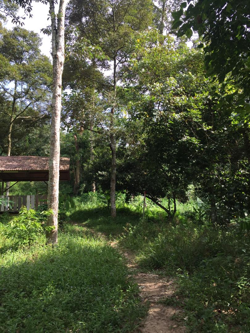 Tanah Dusun Durian Ada Air Terjun Nilai Lenggeng - photo 4