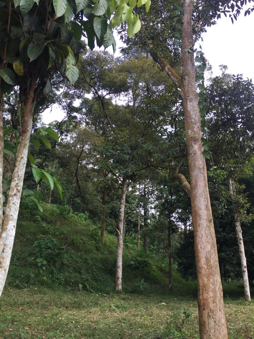 Tanah Dusun Durian Ada Air Terjun Nilai Lenggeng - photo 6