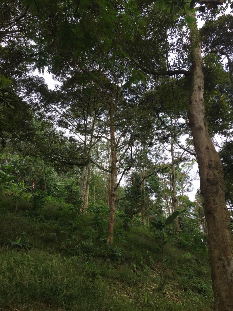 Tanah Dusun Durian Ada Air Terjun Nilai Lenggeng - photo 7