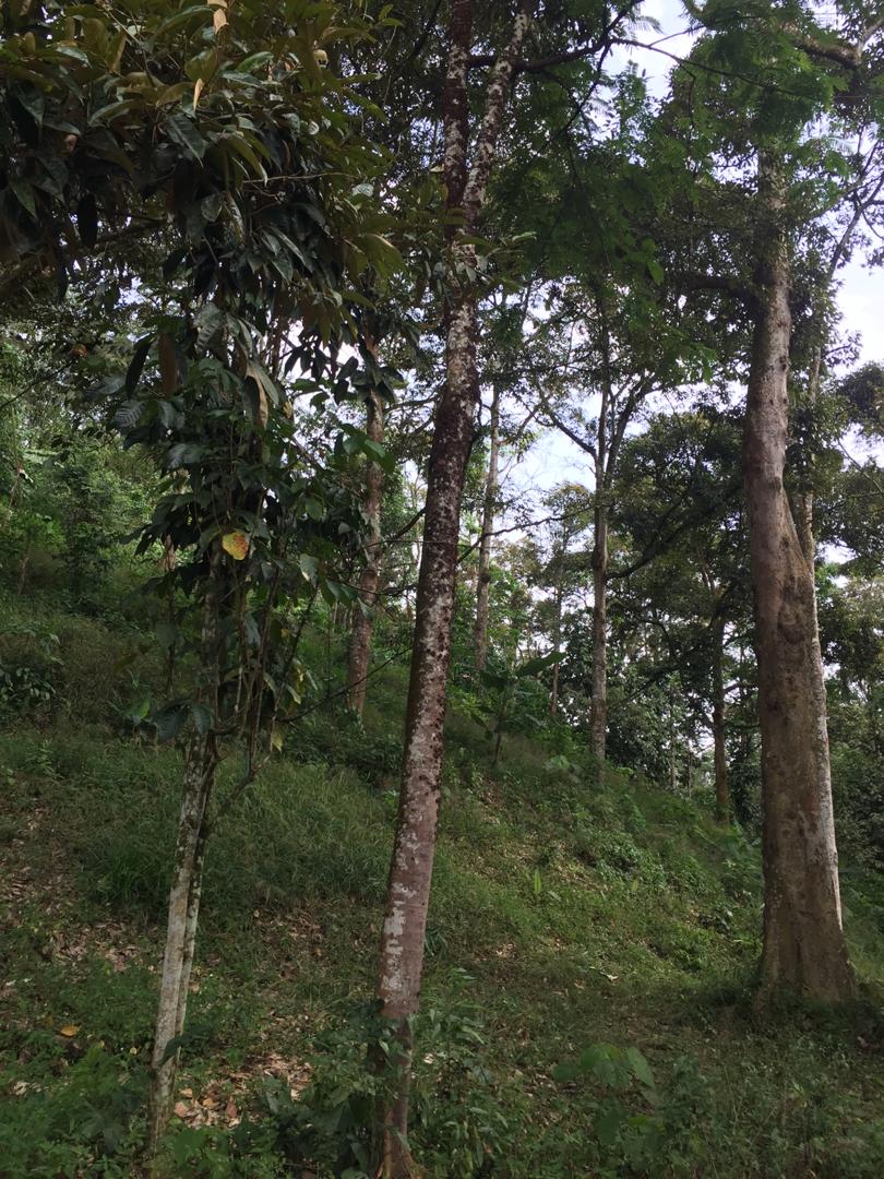 Tanah Dusun Durian Ada Air Terjun Nilai Lenggeng - photo 8