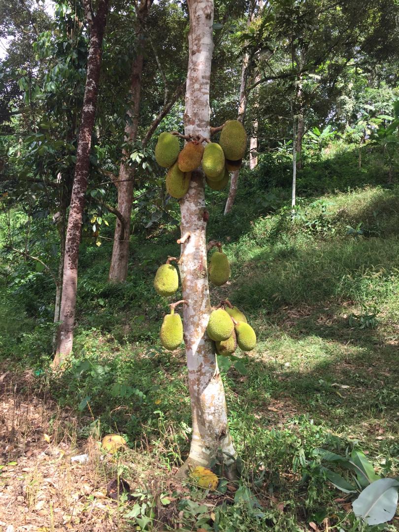Tanah Dusun Durian Ada Air Terjun Nilai Lenggeng - photo 9