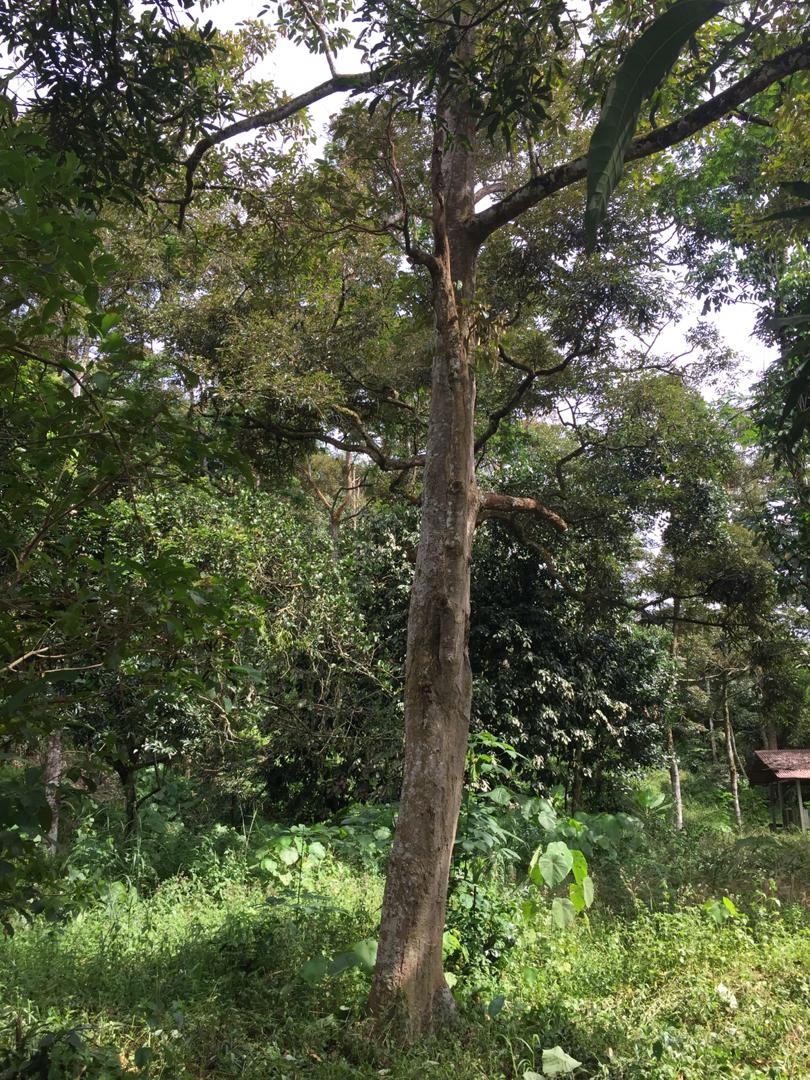 Tanah Dusun Durian Ada Air Terjun Nilai Lenggeng - photo 10