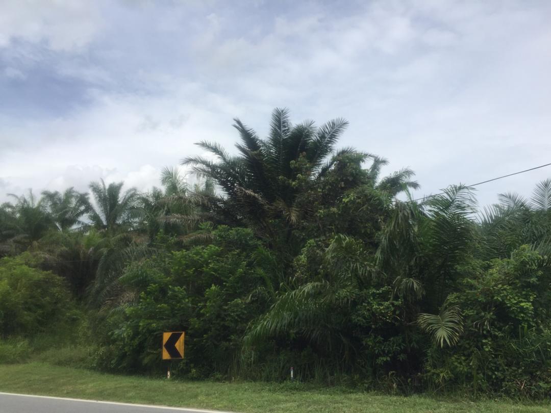 Tanah Tepi Jalan Peradong Jelebu - photo 4