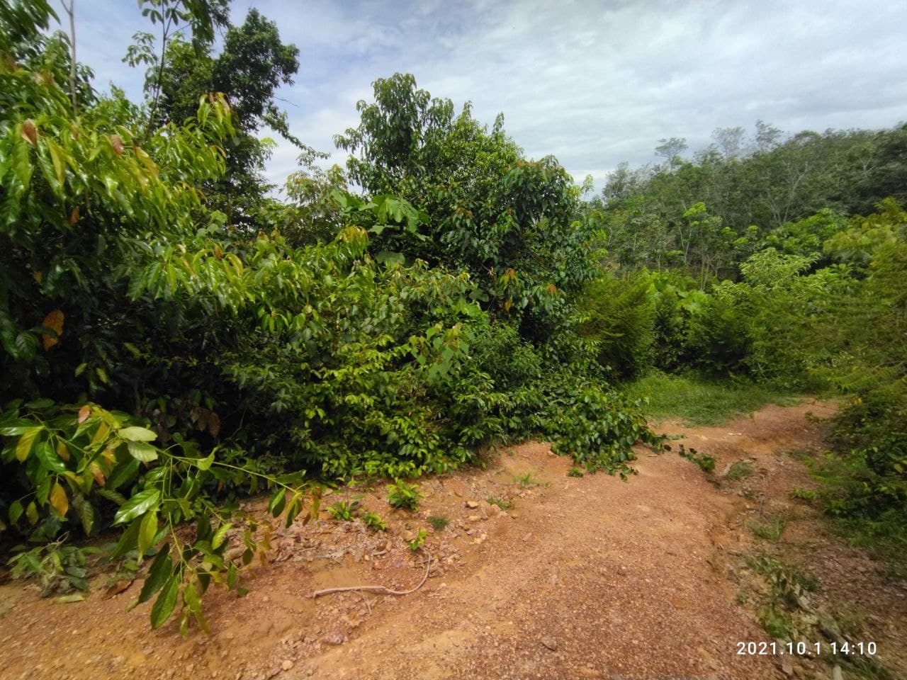 Tanah Kelemak Dalam Alor Gajah Melaka - photo 5