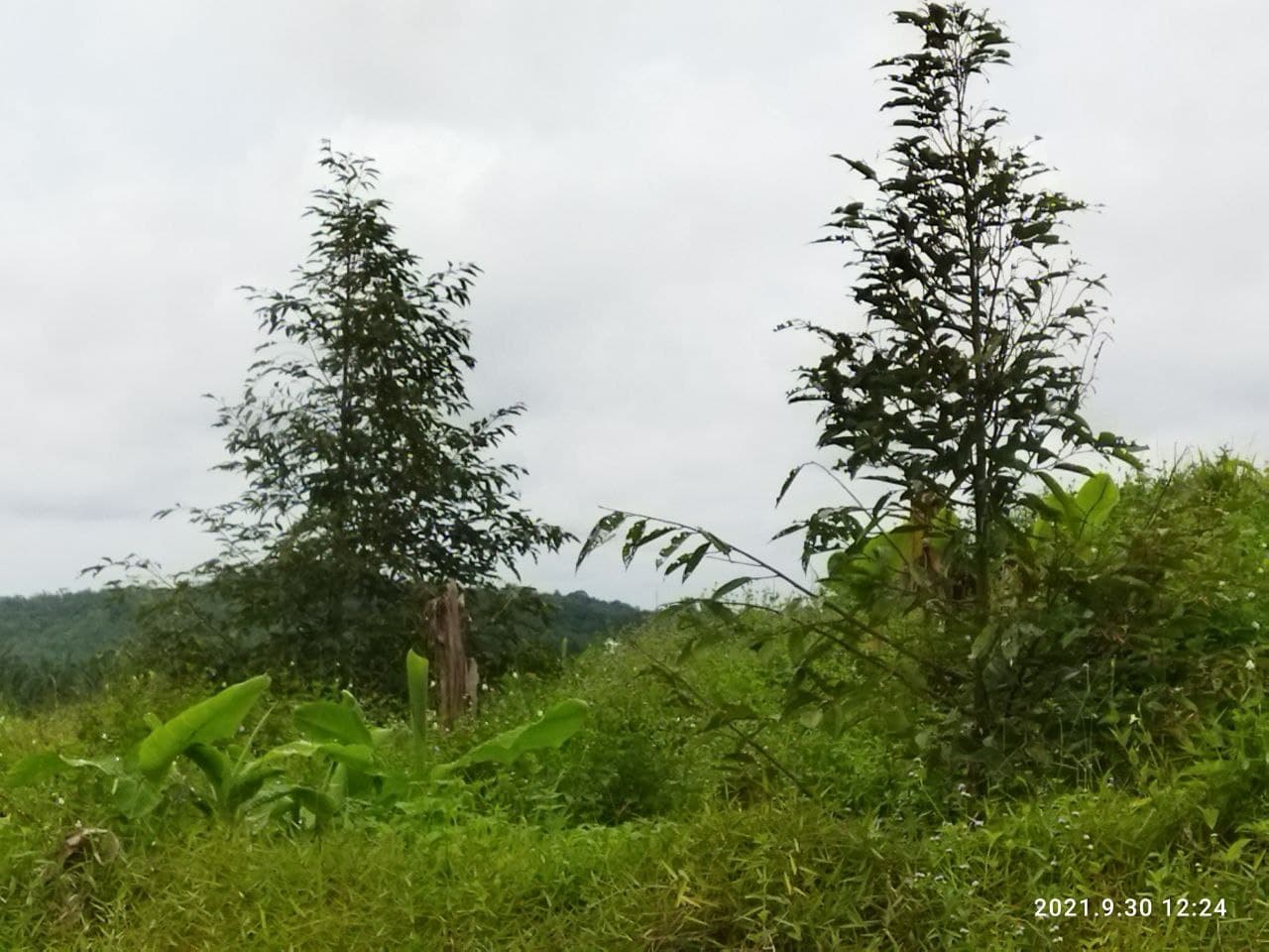 24 Ekar Freehold Non Bumi Near Pedas Toll N9 - photo 3