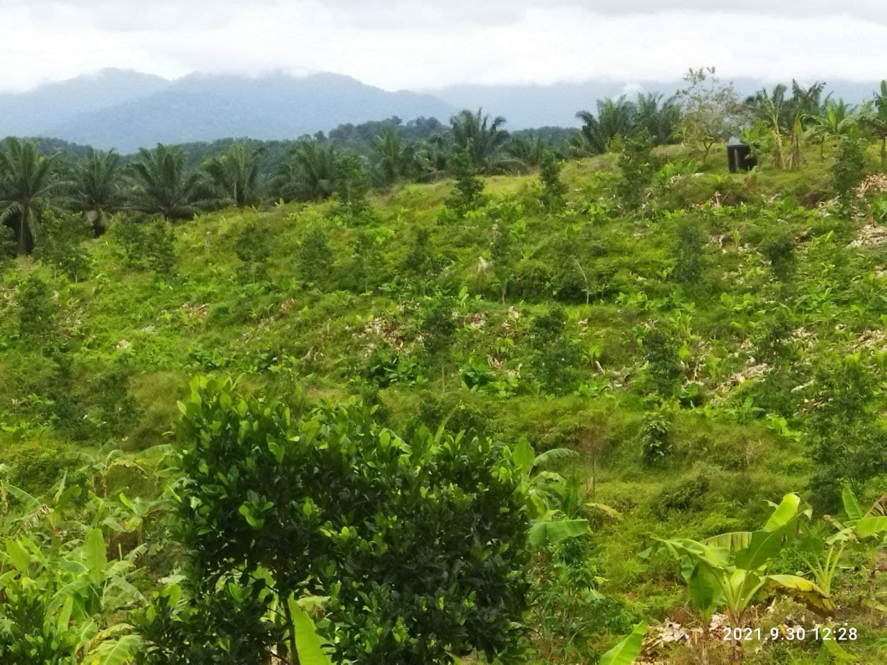 24 Ekar Freehold Non Bumi Near Pedas Toll N9 - photo 6