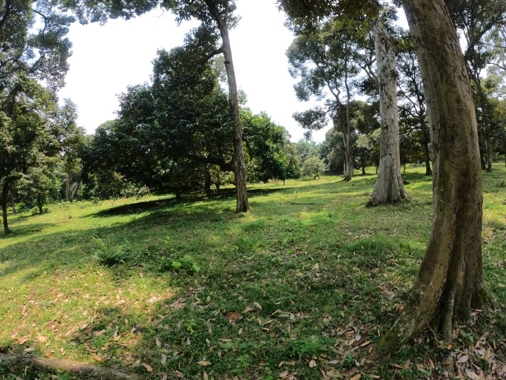 Tanah Tepi Jalan Chinchang Labu Salak Tinggi - photo 3
