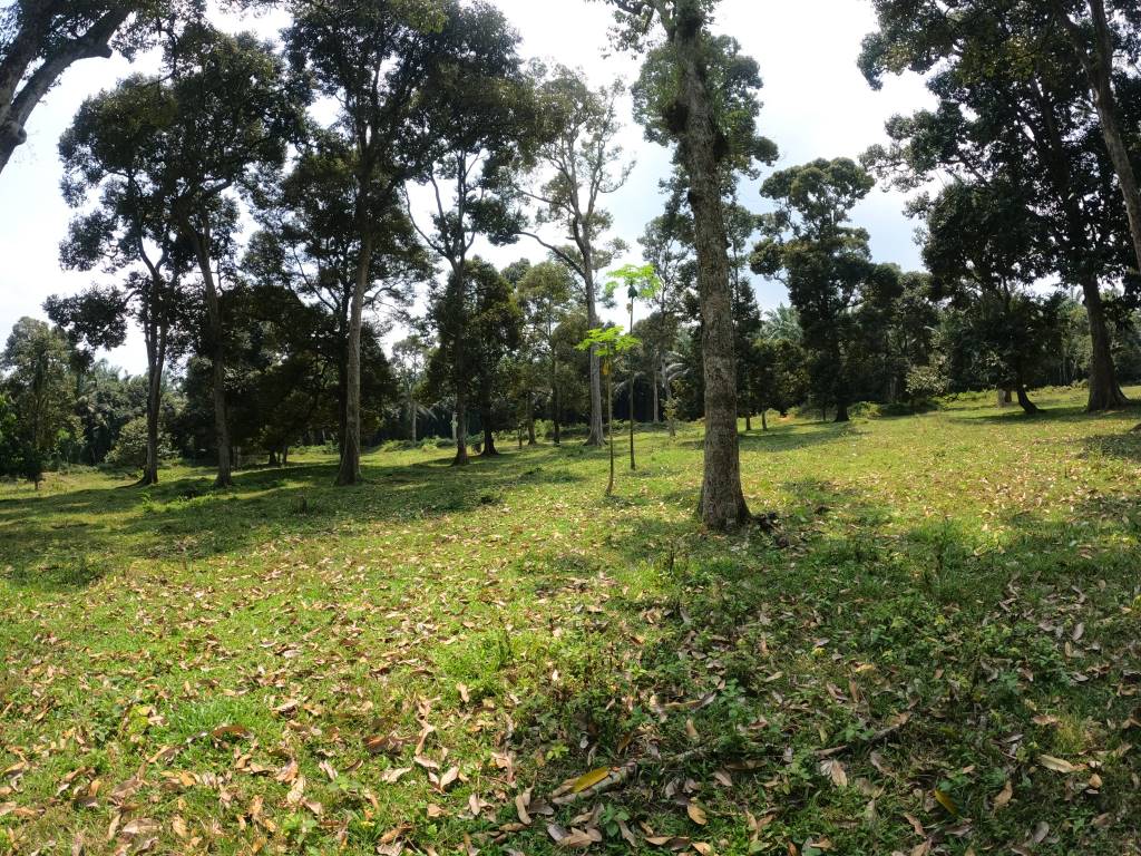 Tanah Tepi Jalan Chinchang Labu Salak Tinggi - photo 4