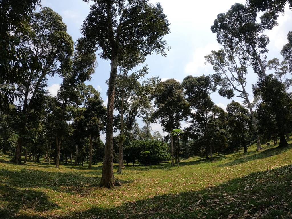 Tanah Tepi Jalan Chinchang Labu Salak Tinggi - photo 5
