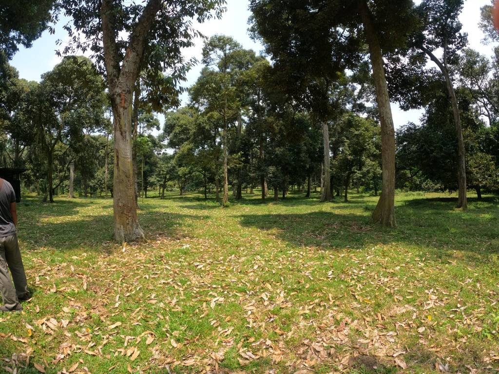Tanah Tepi Jalan Chinchang Labu Salak Tinggi - photo 6