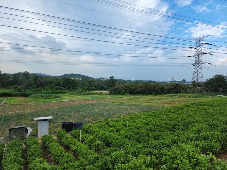 AGRICULTURE LAND PULAU MERANTI PUCHONG - photo 7
