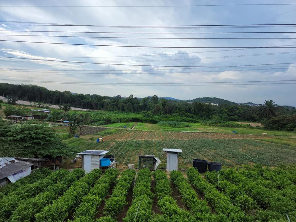 AGRICULTURE LAND PULAU MERANTI PUCHONG - photo 8