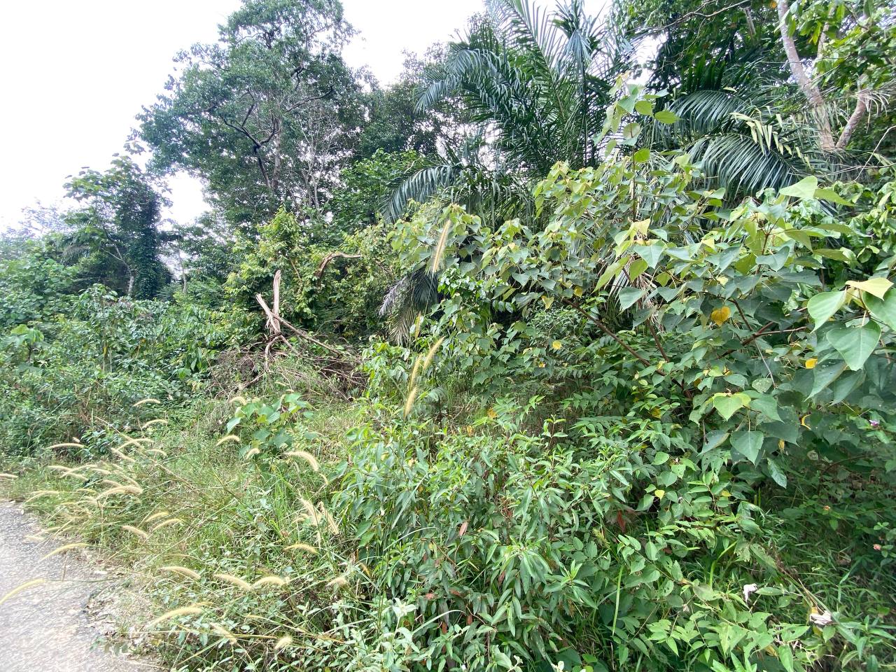 Land for Sale DESA VISTA Sepang - photo 3