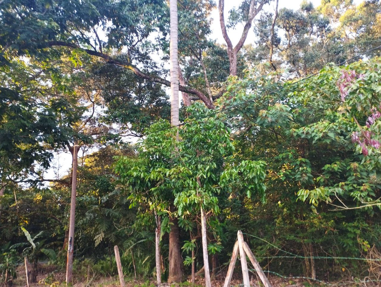 Tanah Dusun Lenggeng - photo 4