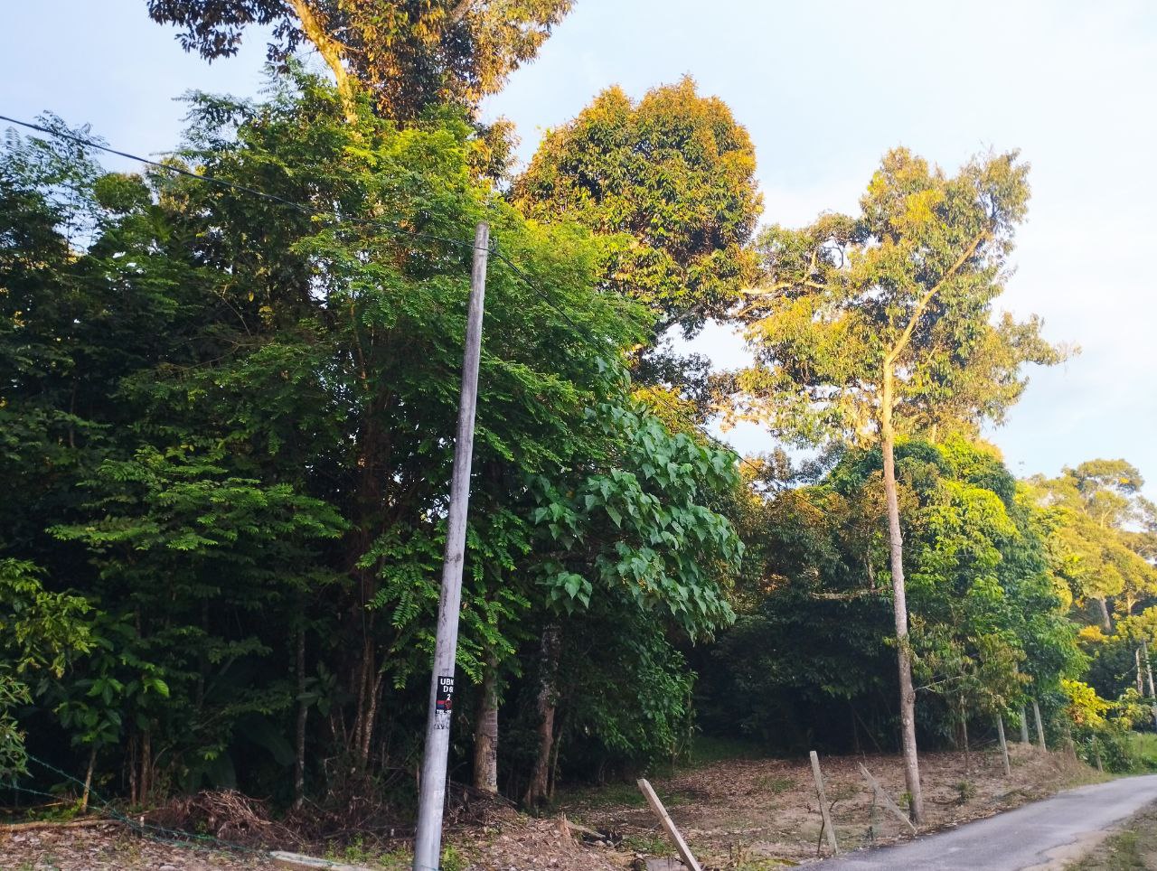 Tanah Dusun Lenggeng - photo 6