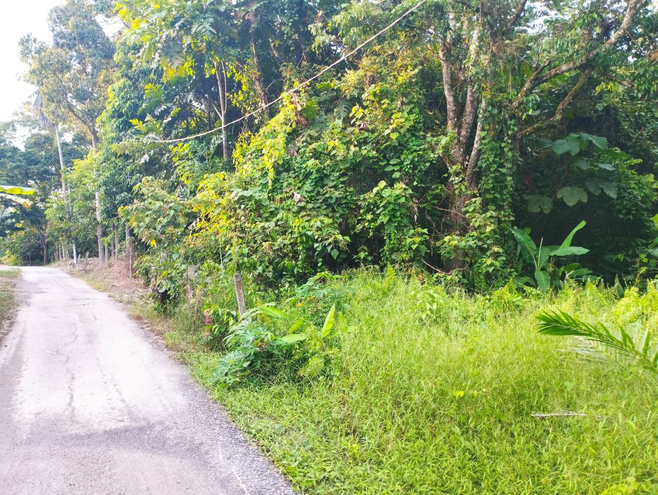 Tanah Dusun Lenggeng - photo 9