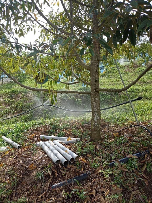 Tanah Pertanian 5.34 ekar,  Mukim Sungai Gumut, hulu selangor   - photo 3