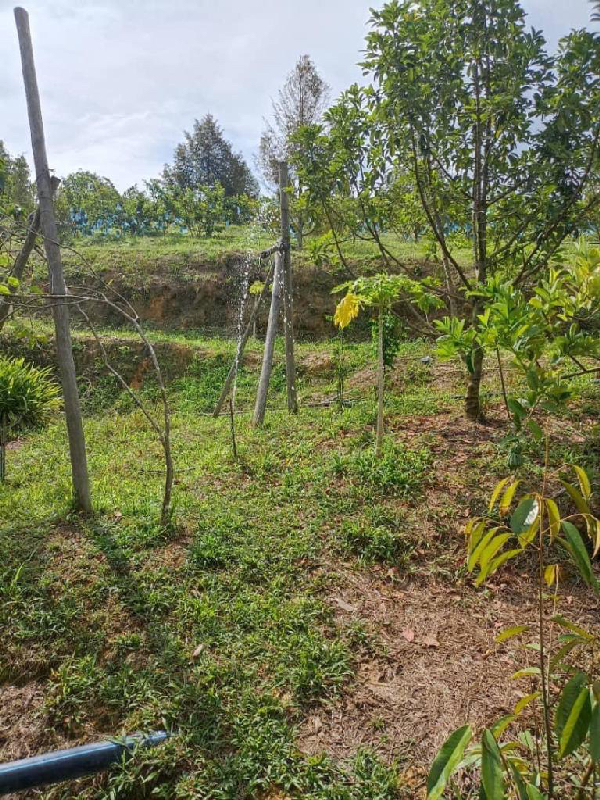 Tanah Pertanian 5.34 ekar,  Mukim Sungai Gumut, hulu selangor   - photo 4