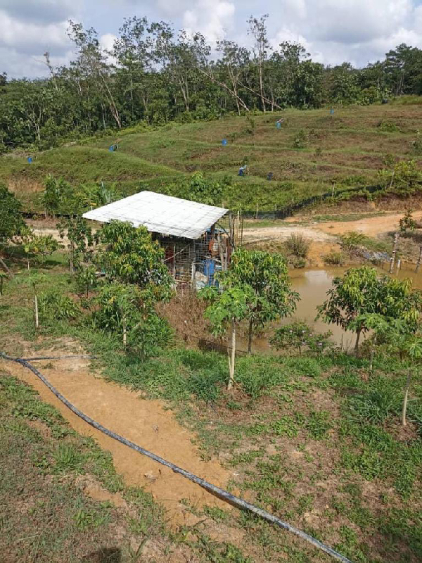 Tanah Pertanian 5.34 ekar,  Mukim Sungai Gumut, hulu selangor   - photo 6