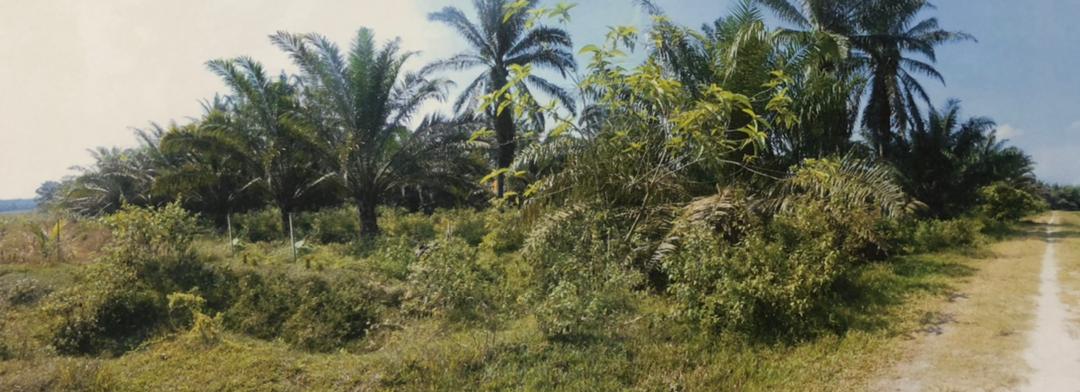 taman halaman indah agriculture  land - photo 4