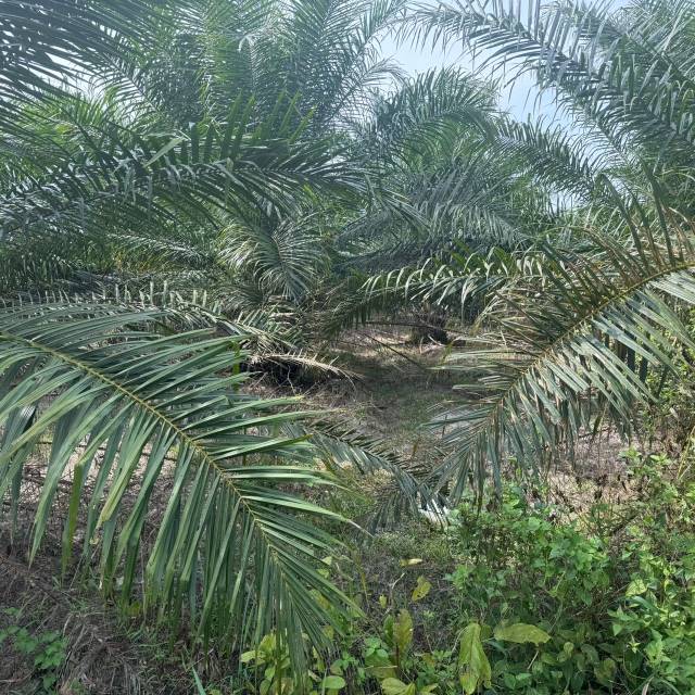 taman halaman indah agriculture  land - photo 6