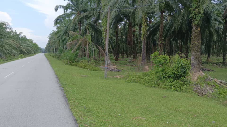 karangan  agriculture 4 5 acres persqft - photo 2