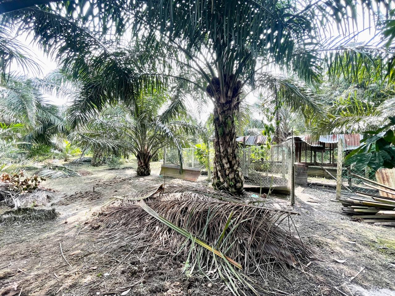 Bungalow Lot at Sungai Besar - photo 7