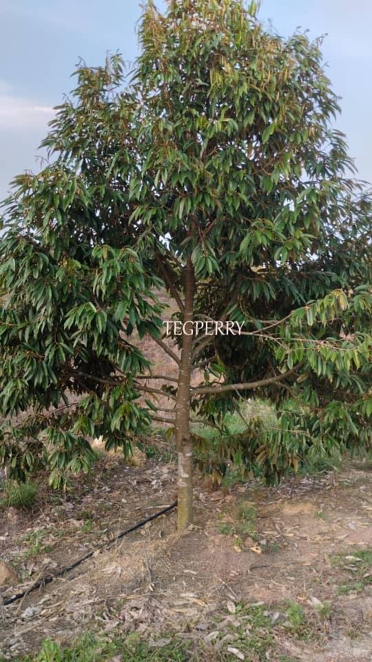 Teg Perry Sembilan Agriculture Land - photo 3