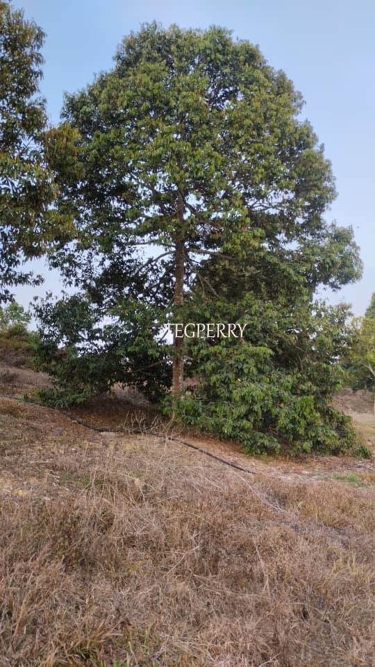 Teg Perry Sembilan Agriculture Land - photo 4