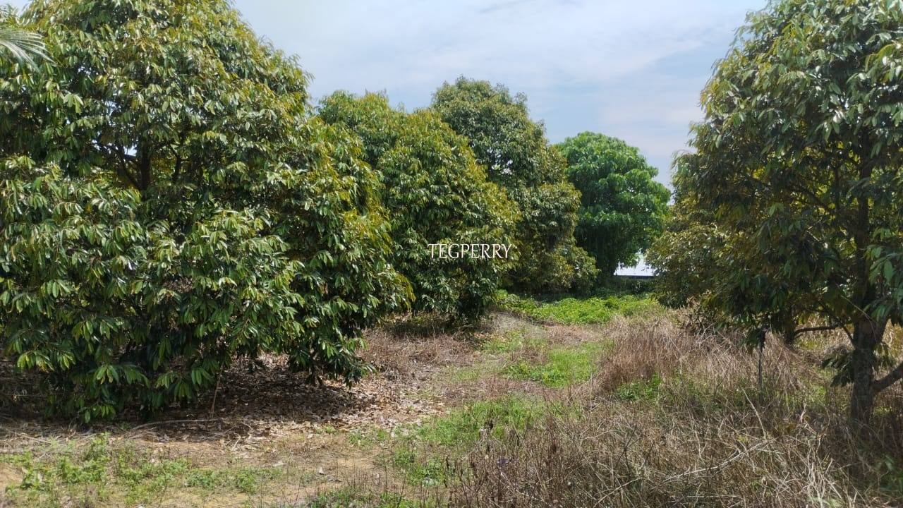Teg Perry Sembilan Agriculture Land - photo 8