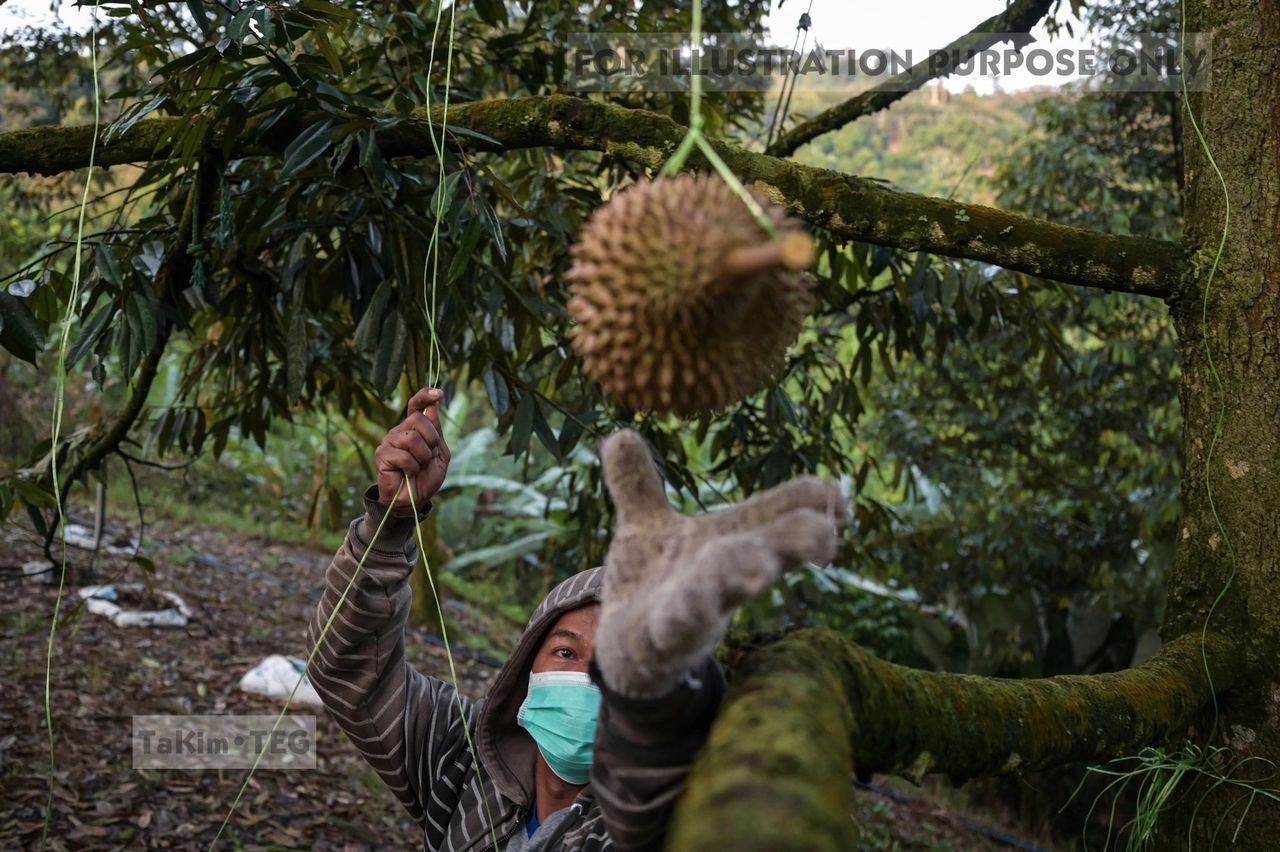 Ah Lai Kim Batang Kali Agriculture Land