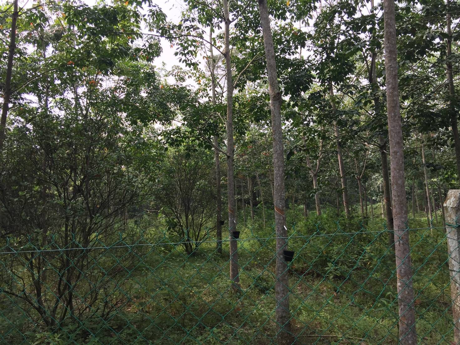 LAND Labu, Seremban 2 - photo 4