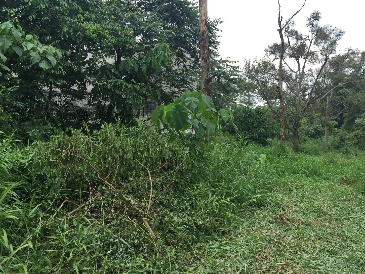 Land Near Taman Ekar Matahari - photo 4