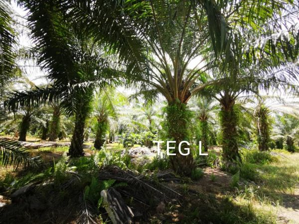 RM6 M TELOK PANGLIMA GARANG RESIDENT LAND 5 ACRE